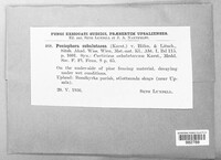 Kneiffia subalutacea image
